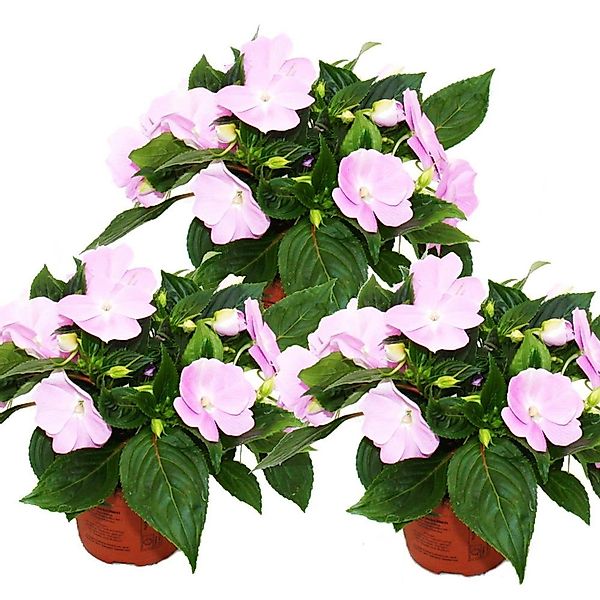 Exotenherz Edel-Lieschen Impatiens Neu-Guinea 12cm Topf Set mit 3 Pflanzen günstig online kaufen