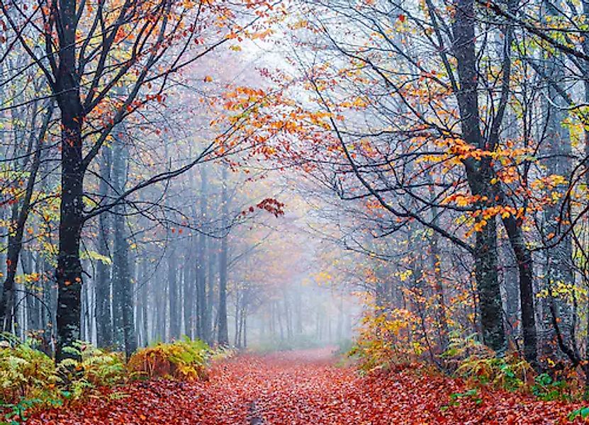 Papermoon Fototapete »Foggy Autumn Forest Road« glatt günstig online kaufen