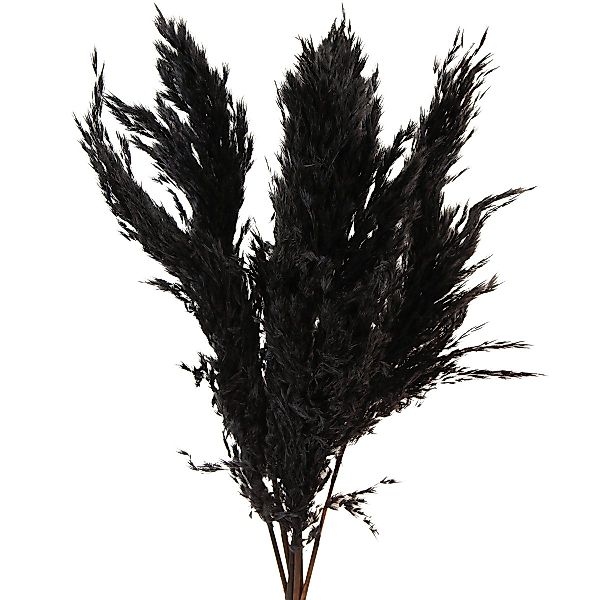 Trockenblume Pampasgras Schwarz 65-75cm Deko Trockenblumen günstig online kaufen