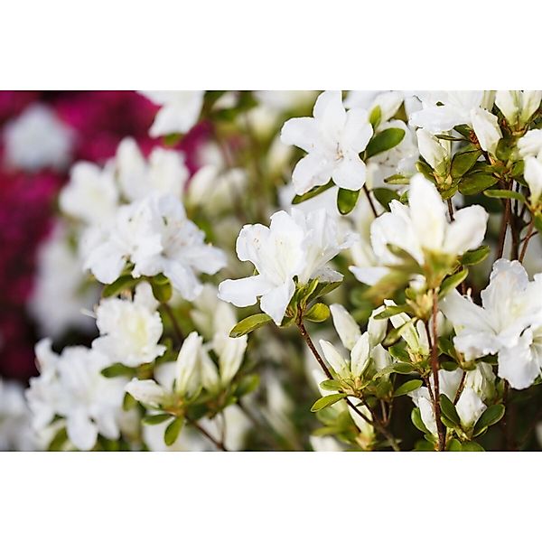 Rhododendron Obtusum Feenkissen Rosa Blüten 20–25 cm günstig online kaufen