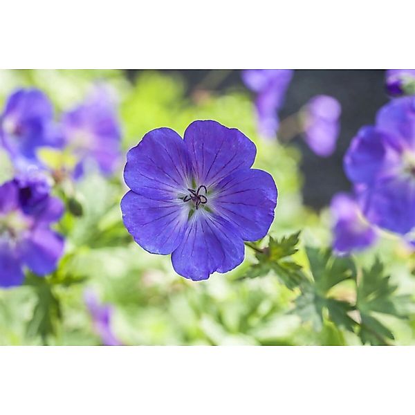 Geranium Pratense Spinners Wiesen Storchschnabel Ca. 9x9 cm Topf günstig online kaufen