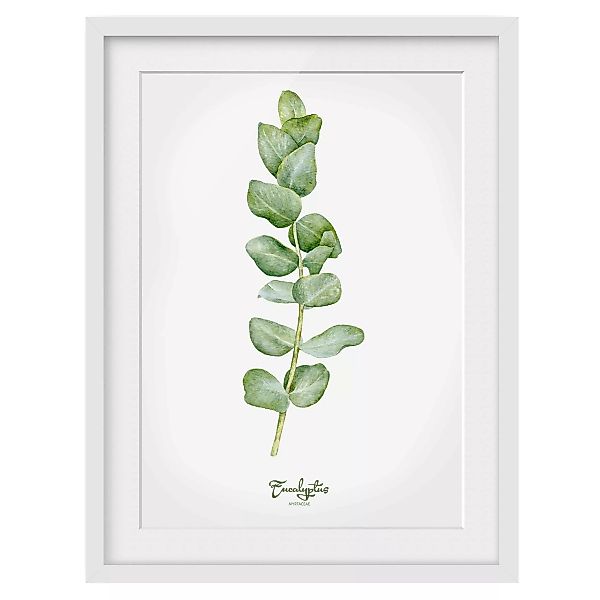 home24 Bild Aquarell Botanik Eukalyptus II günstig online kaufen