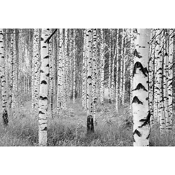 Komar Fototapete Woods Schwarz-Weiß 368 x 248 cm 611122 günstig online kaufen