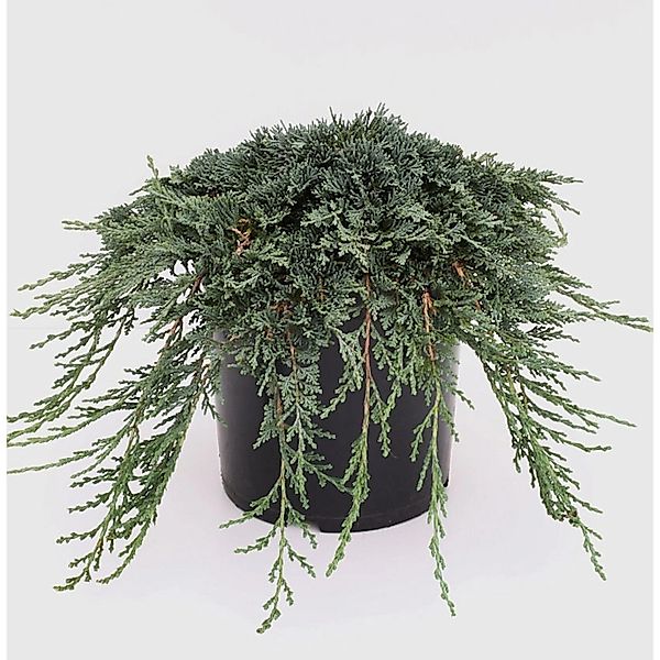 Blauer Kriechwacholder Ice Blue 40-50cm - Juniperus horizontalis günstig online kaufen