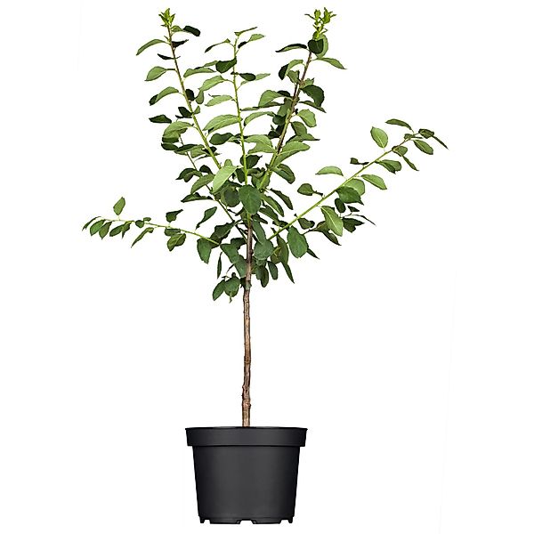 GROW by OBI Bio Mirabelle Nancy Gelb Höhe ca. 120 - 140 cm Topf ca. 7, Prun günstig online kaufen