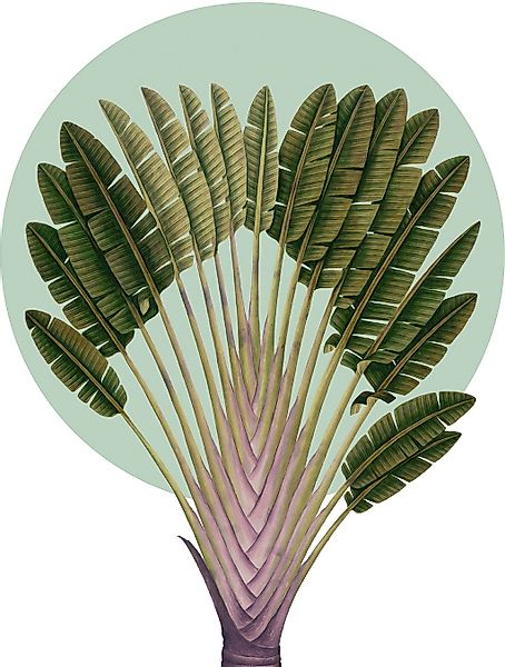 Komar Bild "Botanical Garden Pinnate Palm" Natur 1 Stk. tlg. Wandbild zur D günstig online kaufen