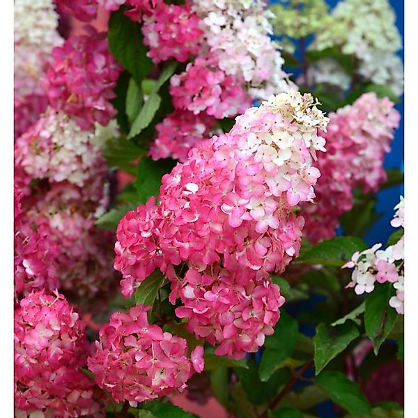 Rispenhortensie Pink and Rose 40-60cm - Hydrangea paniculata günstig online kaufen