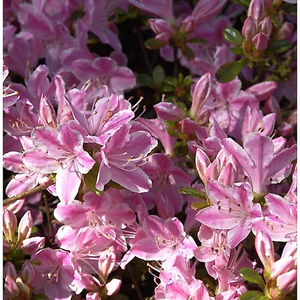 Japanische Azalee Kermesina Rose 50-60cm - Rhododendron obtusum - Alpenrose günstig online kaufen