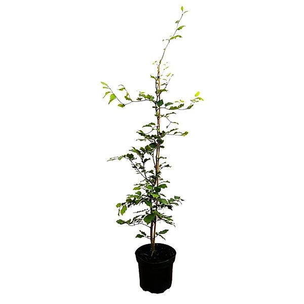 Fagus sylvatica 60-80 cm günstig online kaufen