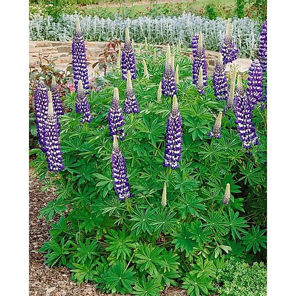 Lupinus Polyphyllus Kastellan Vielblättrige Lupine Ca. 11x11 cm Topf günstig online kaufen