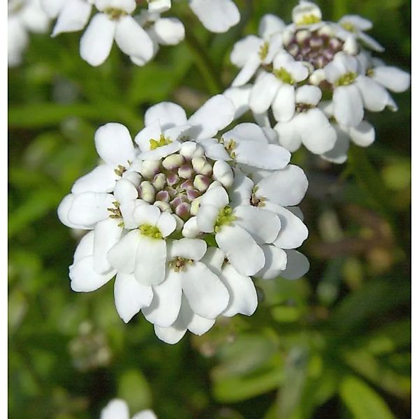 Schleifenblume Fischbeck - Iberis sempervirens günstig online kaufen