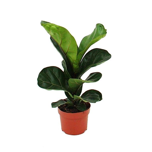 Exotenherz Ficus Lyrata Geigenfeige 12cm Topf günstig online kaufen