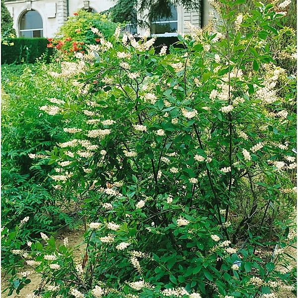 Clethra Alnifolia Scheineller Weiß 40–60 cm günstig online kaufen