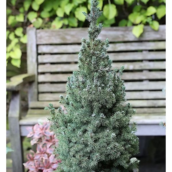 Zwerg Zuckerhut Fichte Sanders Blue 40-50cm - Picea glauca günstig online kaufen