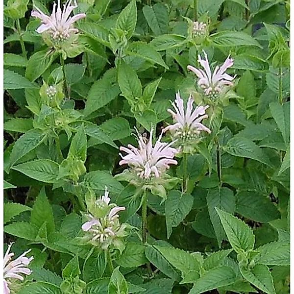 Indianernessel Fishes - Monarda fistulosa günstig online kaufen