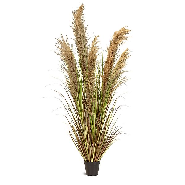 Cortaderia - Pampasgras Kunstpflanze, Höhe 150 cm günstig online kaufen