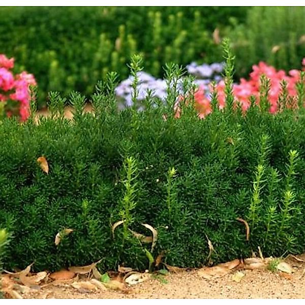 Bechereibe Groenland 40-50cm - Taxus media Groenland günstig online kaufen