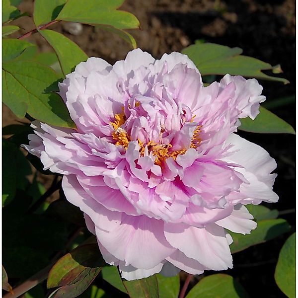 Edelpfingstrose Angelika Kauffmann - Paeonia lactiflora günstig online kaufen