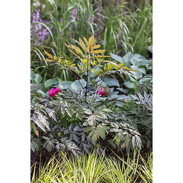 Cimicifuga Ramosa Pink Spike Silberkerze Ca. 11x11 cm Topf günstig online kaufen