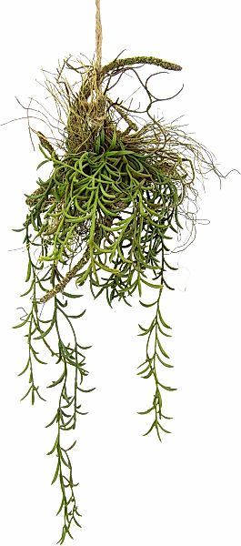 I.GE.A. Kunstpflanze "Tillandsia", Hänger auf Ast Künstlicher Moos Hängeamp günstig online kaufen