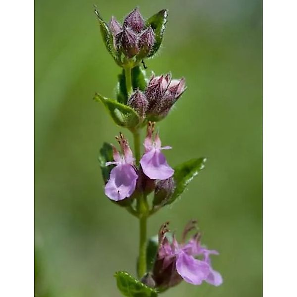 Edel Gamander 20-30cm - Teucrium chamaedrys günstig online kaufen