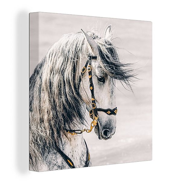 OneMillionCanvasses® Leinwandbild Pferd - Weiß - günstig online kaufen