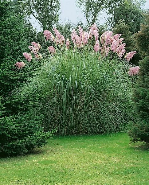 Pflanzen für Dich Gräser Cortaderia selloana Rosea, 1 St., Pampasgras, Rosa günstig online kaufen