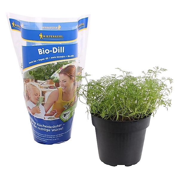 Dill Topf-Ø ca. 12 cm günstig online kaufen