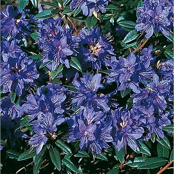 Zwerg Rhododendron Gletschernacht 15-20cm - Rhododendron russatum - Zwerg A günstig online kaufen