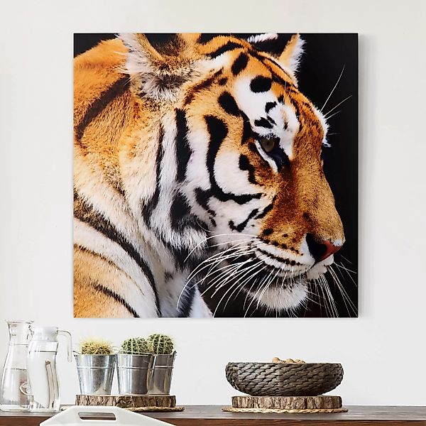 Leinwandbild Tiere - Quadrat Tiger Schönheit günstig online kaufen