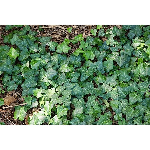 Hedera Helix Spetchley Efeu Kompakt 20–25 cm günstig online kaufen