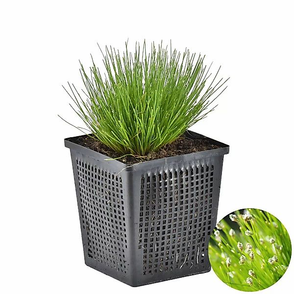 Casa Caron | Scirpus Cernuus günstig online kaufen