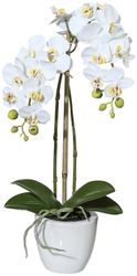 Kunstpflanze Orchidee Phalaenopsis Orchidee, Creativ green, günstig online kaufen