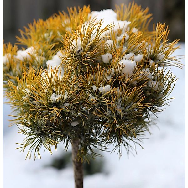 Hochstamm Berg Kiefer Winter Gold 40-60cm - Pinus mugo Winter Gold günstig online kaufen