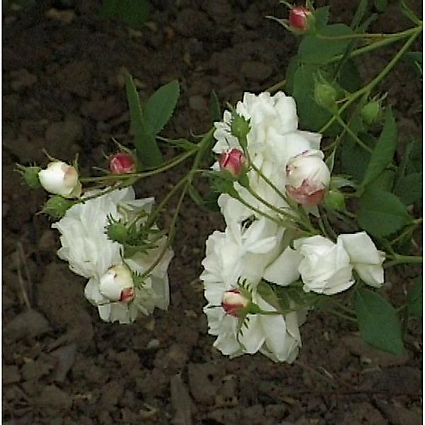 Historische Rose Mme Plantier 30-60cm günstig online kaufen