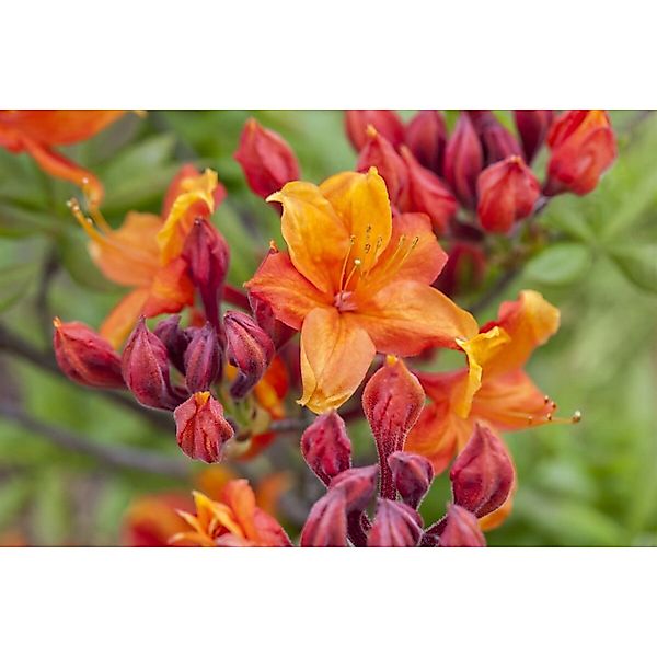 Rhododendron Luteum Sunny Boy Gelb 40–50 cm günstig online kaufen