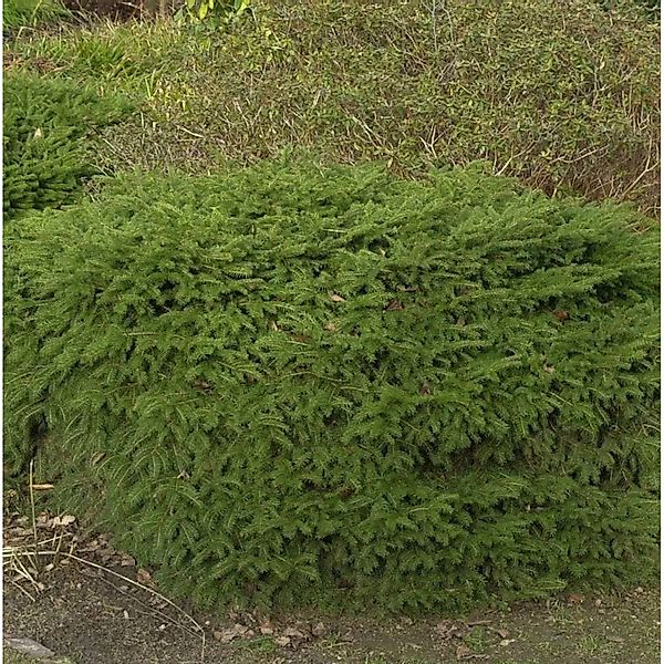 Nestfichte Nidiformis 20-30cm - Picea abies günstig online kaufen