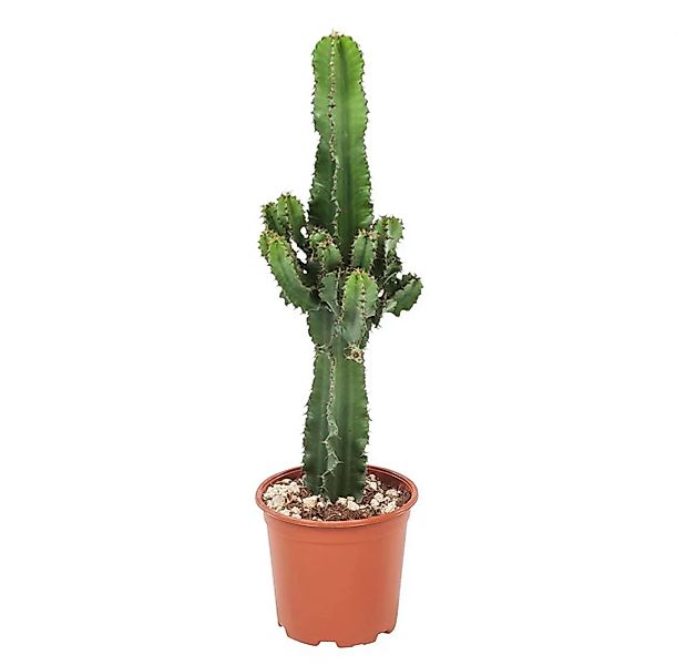 Perfect Plant | Kaktus Euphorbia günstig online kaufen