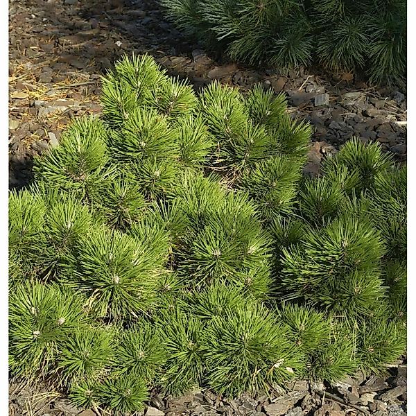 Zwerg Schwarzkiefer Hornibrookiana 50-60cm - Pinus nigra günstig online kaufen