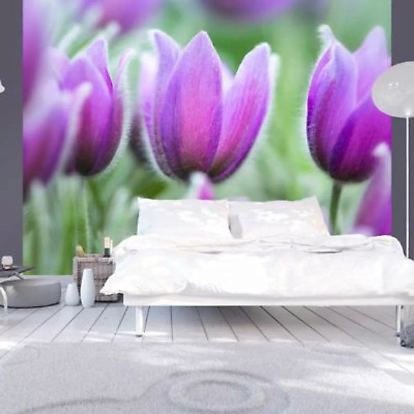 artgeist Fototapete Lila Tulpen im Frühling grün-kombi Gr. 350 x 270 günstig online kaufen
