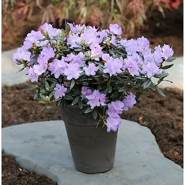 Zwerg Rhododendron Ramapo 50-60cm - Rhododendron impeditum - Zwerg Alpenros günstig online kaufen
