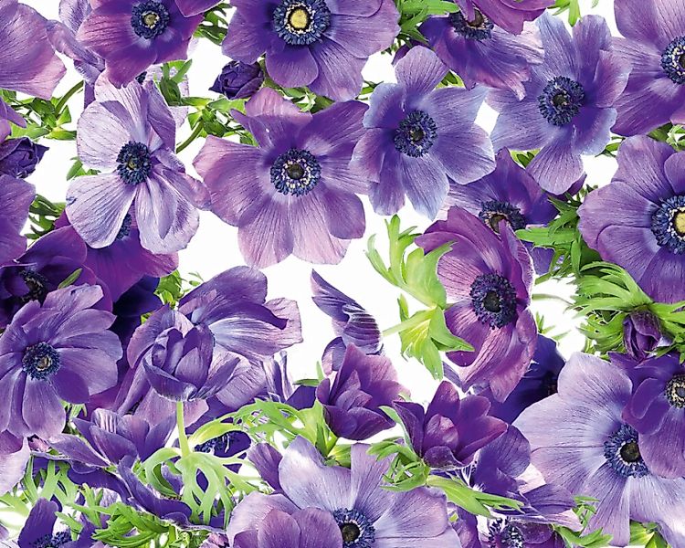Fototapete "Blumen violett" 4,00x2,50 m / Strukturvlies Klassik günstig online kaufen