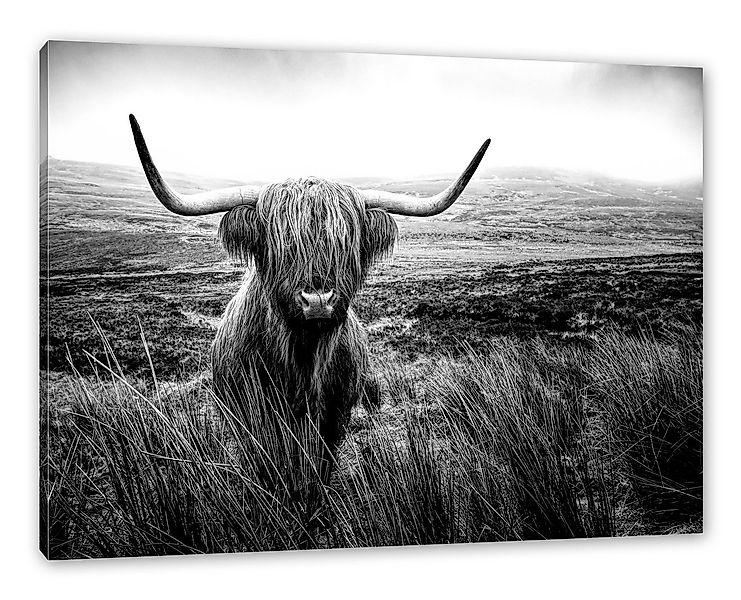 Pixxprint Leinwandbild Highland Rind mit großen Hörnern Steppe, Monochrome, günstig online kaufen