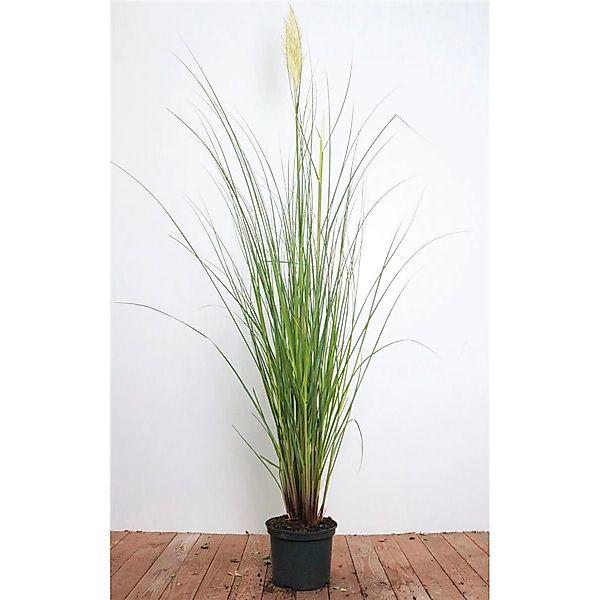 Cortaderia Selloana Citaro Pampasgras Silbrig 3-5 Liter Container günstig online kaufen