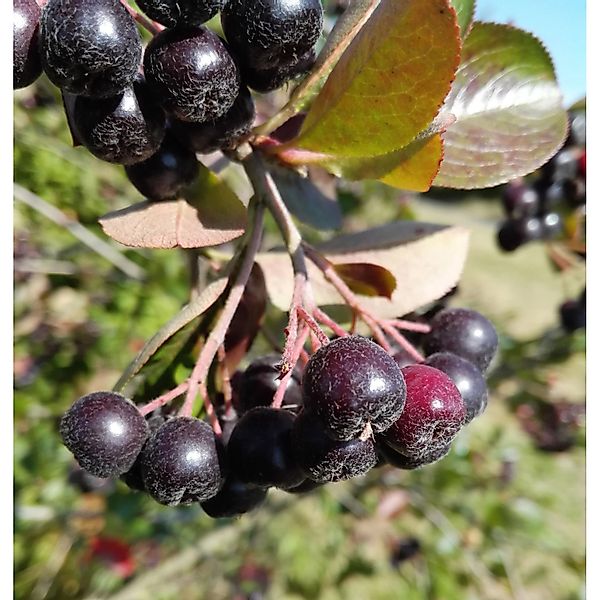 Schw. Apfelbeere Nero 60 - 80 cm Aronia melanocarpa günstig online kaufen
