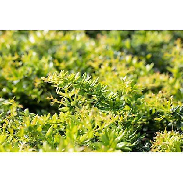 Berberis Candidula Immergrüne Berberitze 20–25 cm günstig online kaufen