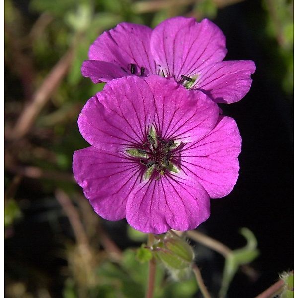 Storchenschnabel Purpureum - Geranium cinereum günstig online kaufen