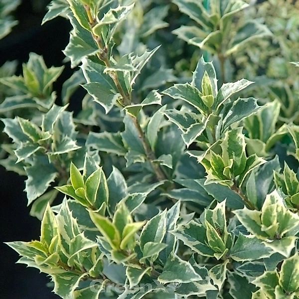 Herbstduftblüte Variegatus 50-60cm - Osmanthus heterophyllus günstig online kaufen