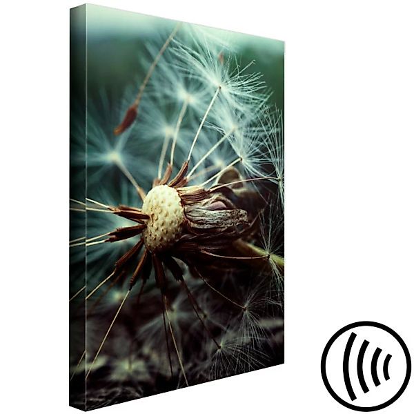 Leinwandbild Reife Pusteblume - Foto mit Pflanzenmotiv auf dunklem Hintergr günstig online kaufen