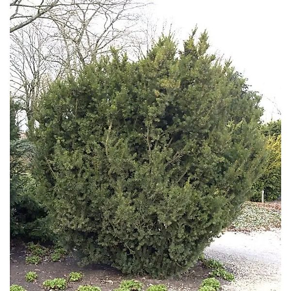 Bechereibe 30-40cm - Taxus media günstig online kaufen